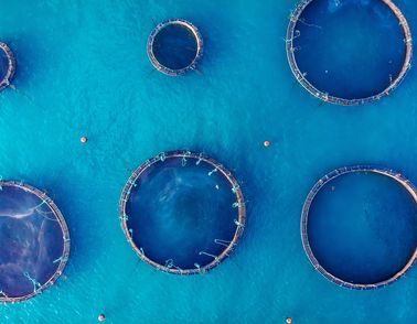 Salmon fish farm in tank for breeding and maintenance, blue water. Aerial top view